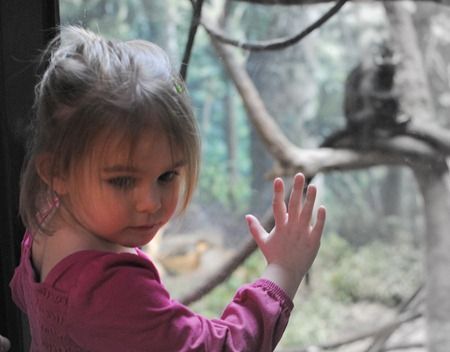 a child pressed up against the glass at a zoo