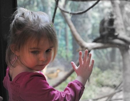 a child pressed up against the glass at a zoo
