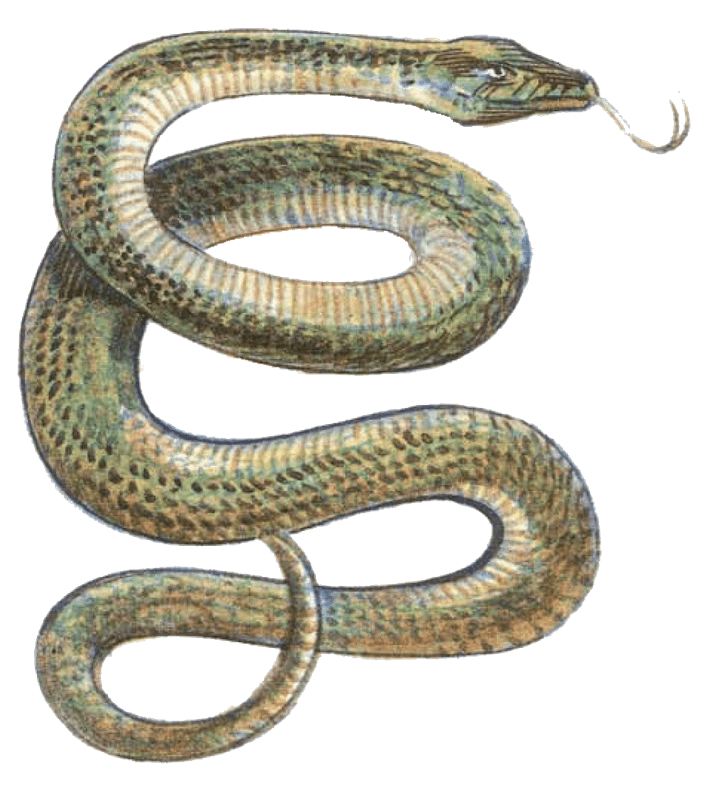 snake